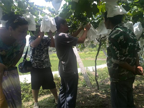 我司農(nóng)化部赴基層鄉(xiāng)村召開農(nóng)民會(huì)和葡萄技術(shù)講座