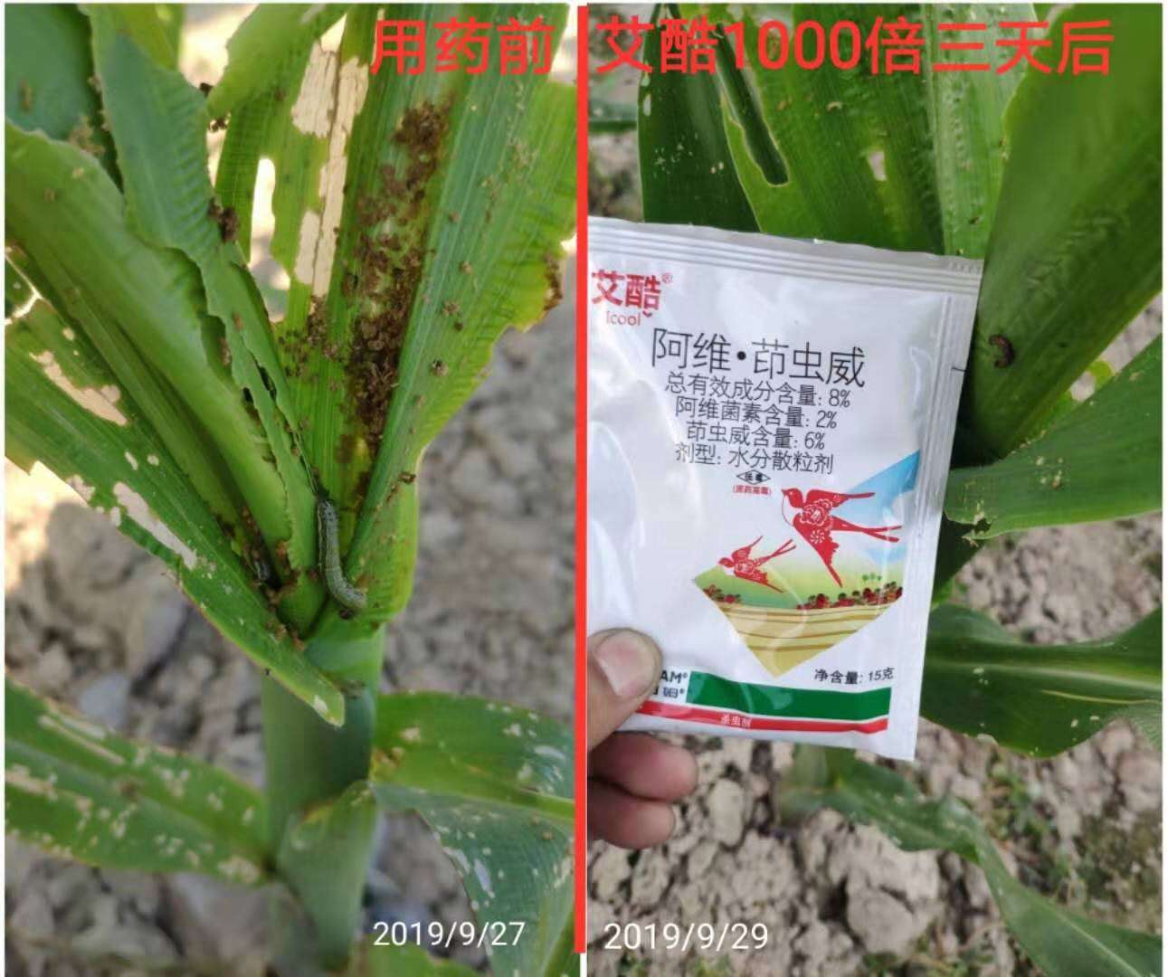 集團公司積極做好防治草地貪夜蛾工作