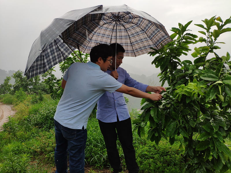 省福農(nóng)莊稼醫(yī)院赴閩清蜜柚基地 開展農(nóng)資科技服務(wù)