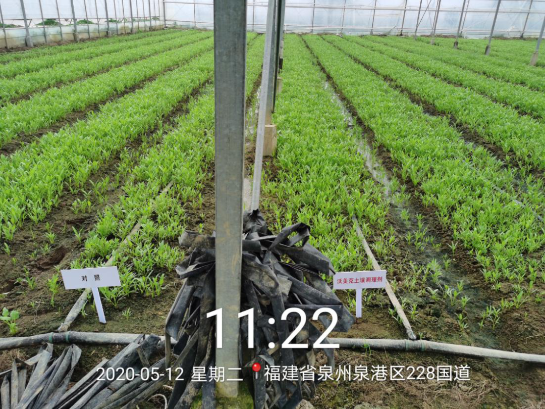 020年沃美克土壤調(diào)理劑示范試驗(yàn)報(bào)告"