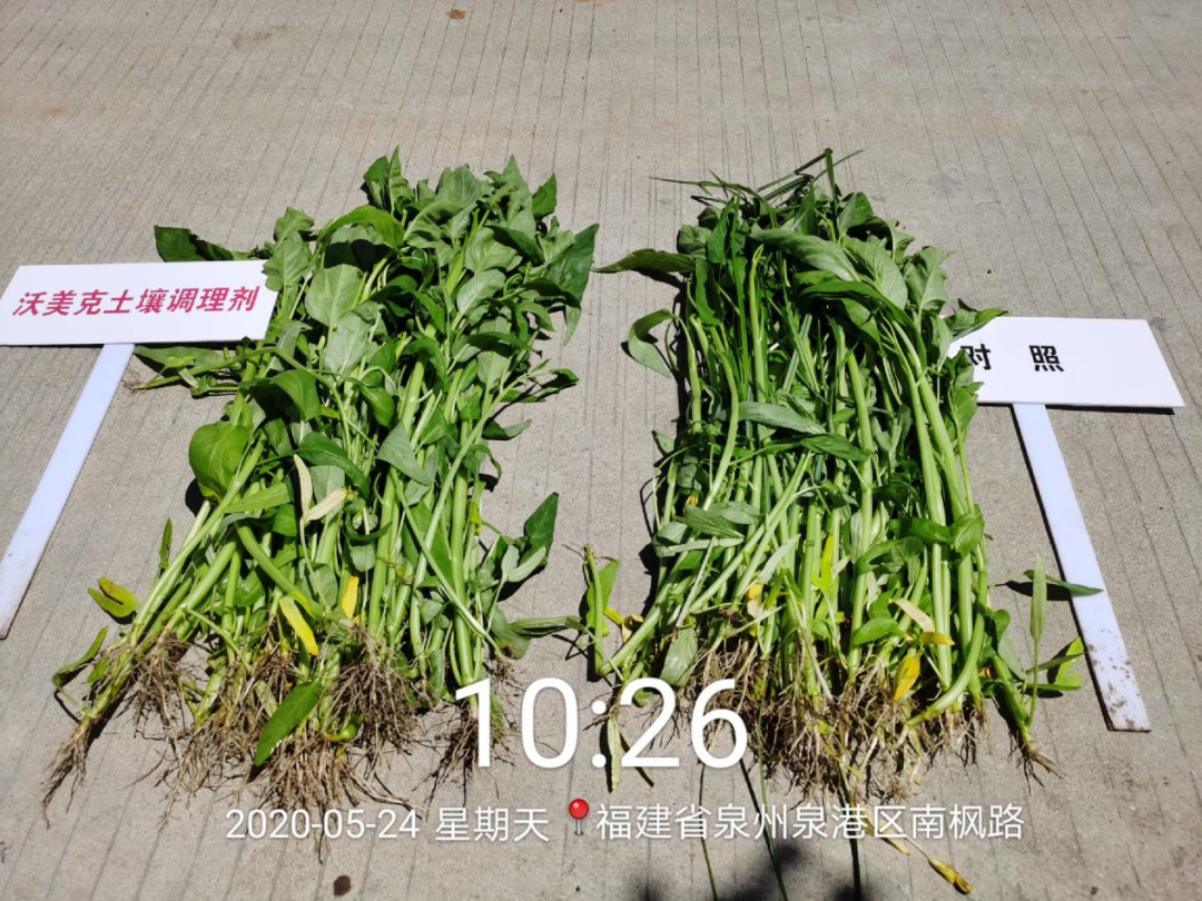 020年沃美克土壤調(diào)理劑示范試驗(yàn)報(bào)告"