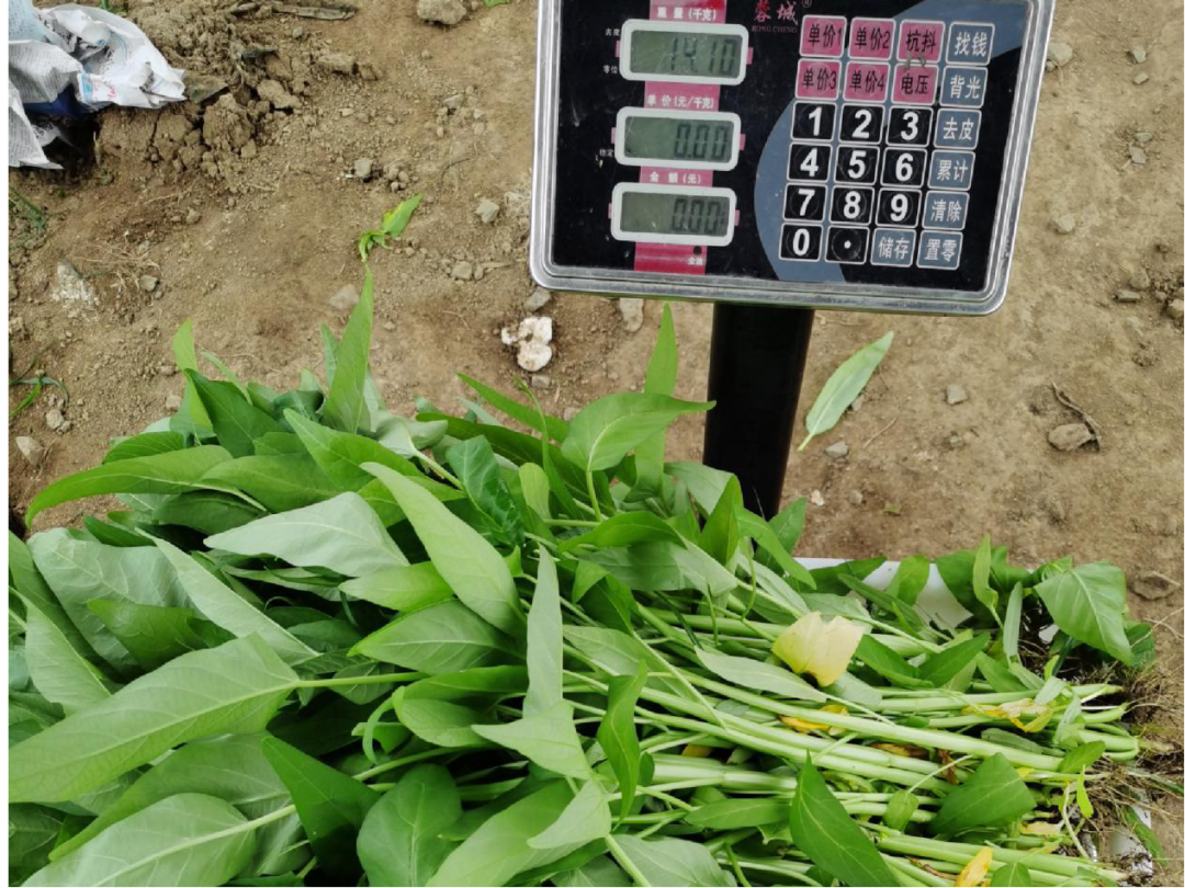 020年沃美克土壤調(diào)理劑示范試驗(yàn)報(bào)告"