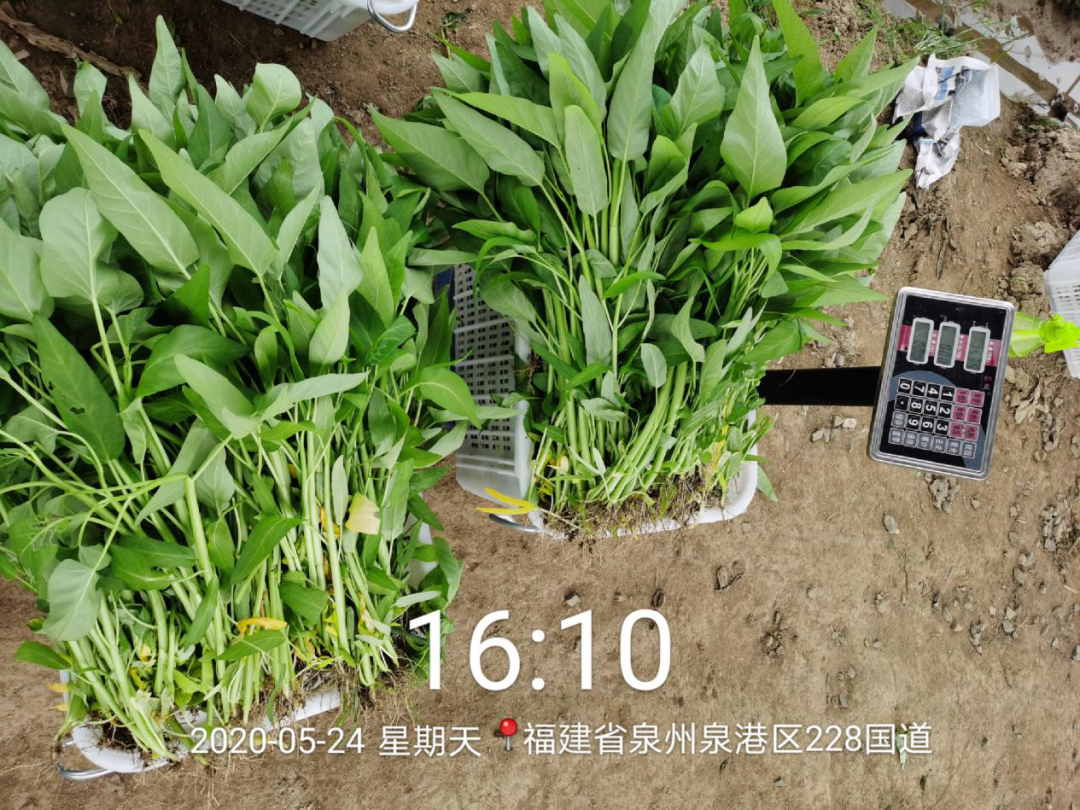 020年沃美克土壤調(diào)理劑示范試驗(yàn)報(bào)告"