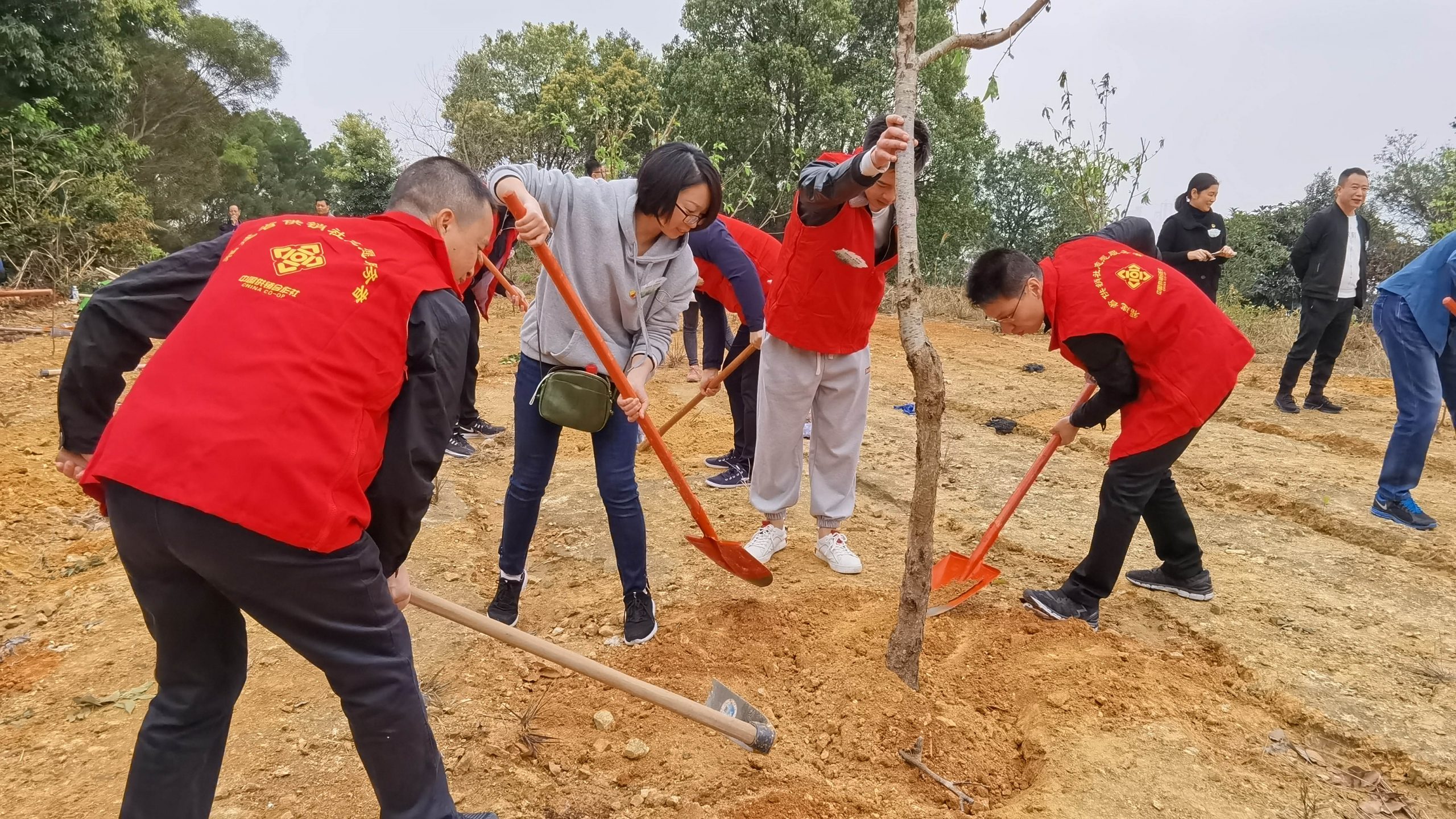 種下綠色  共享藍天-集團公司攜手中信銀行開展義務(wù)植樹共建活動