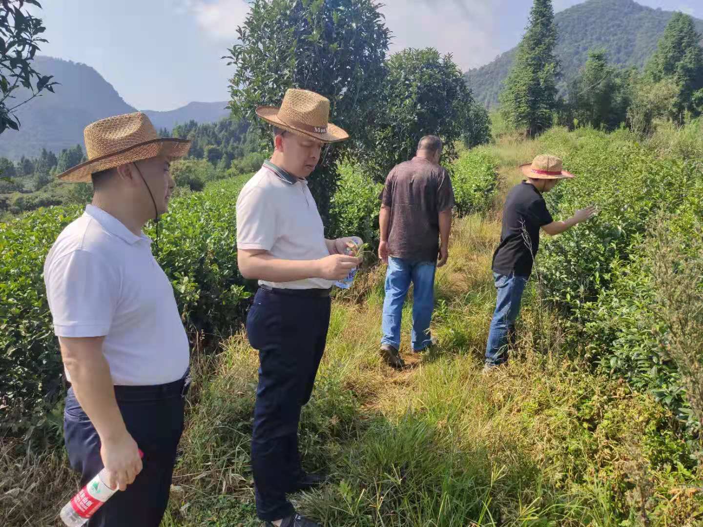 省供銷社副主任邱志向深入南平開展農(nóng)資專題調(diào)研