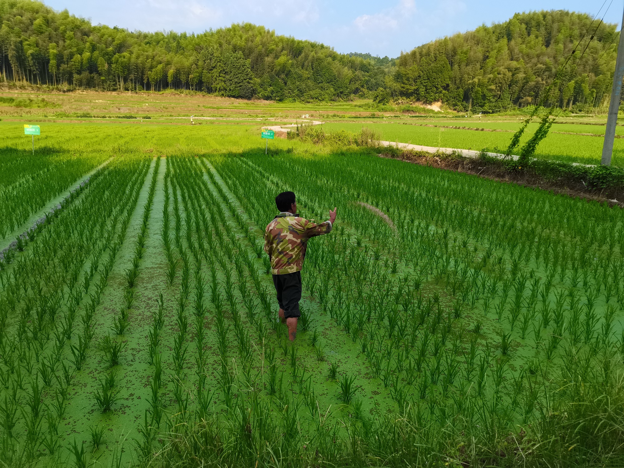 阿康復(fù)合肥助力建寧制種水稻增產(chǎn)增收