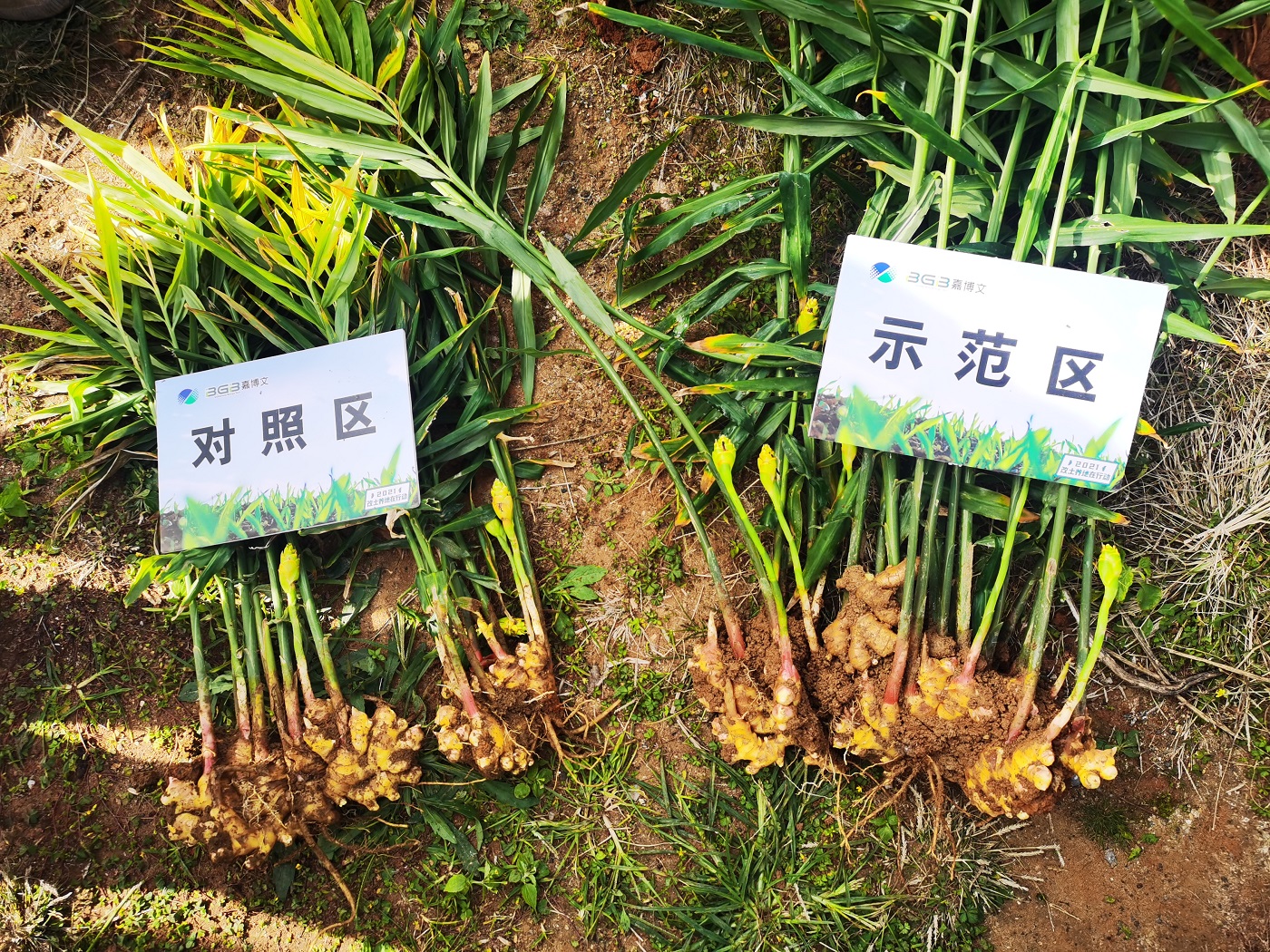 集團公司在泉州德化舉辦改土養(yǎng)地示范基地觀摩會