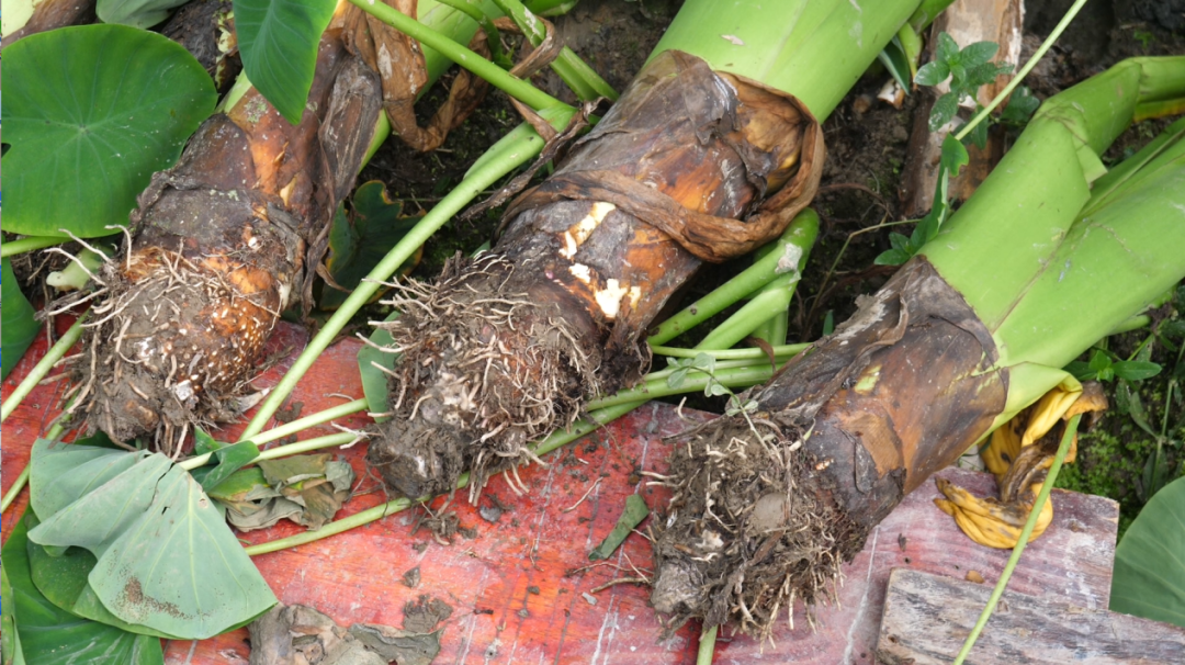 福農(nóng)集團(tuán)開(kāi)展科技下鄉(xiāng)活動(dòng)助力長(zhǎng)汀檳榔芋產(chǎn)業(yè)提質(zhì)增效