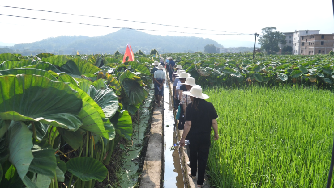 福農(nóng)集團(tuán)開(kāi)展科技下鄉(xiāng)活動(dòng)助力長(zhǎng)汀檳榔芋產(chǎn)業(yè)提質(zhì)增效